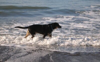 Dog beach a Marina di Grosseto, approvato il progetto