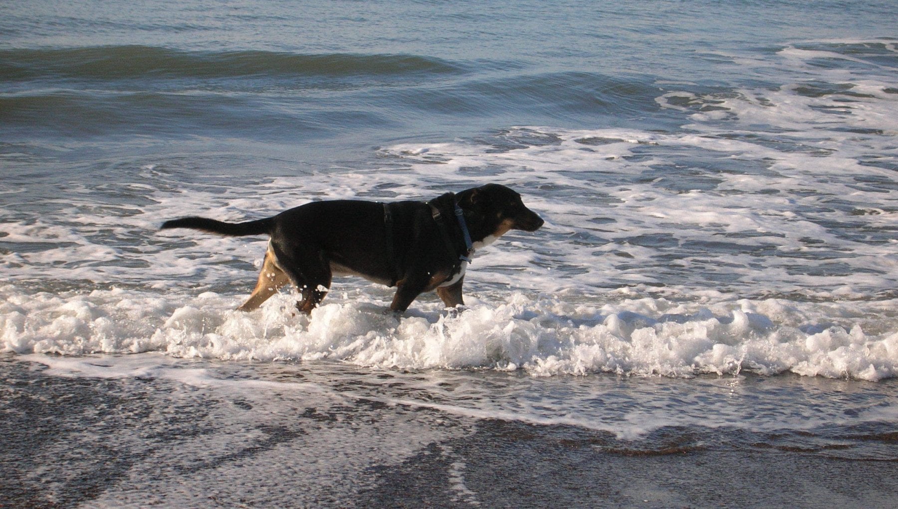 2023-05-19 – Dog beach a Marina di Grosseto, approvato il progetto